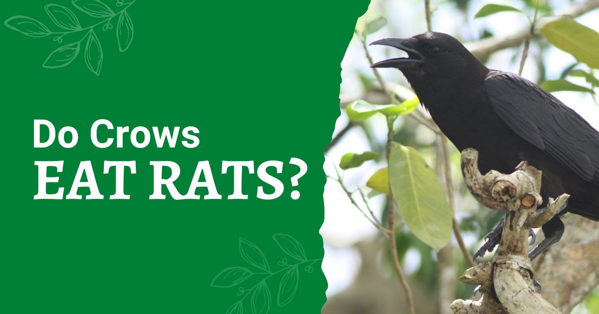 Do Crows Eat Rats? My Birdwatching