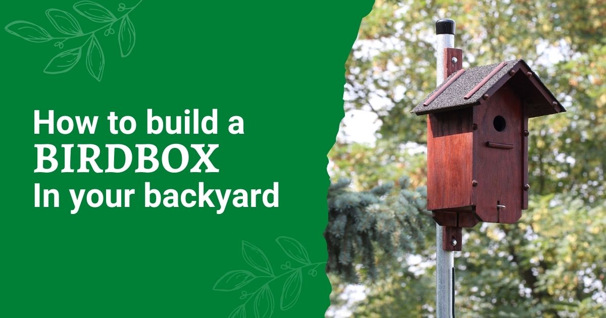How To Build A Bird Box In Your Backyard An Easy Project!