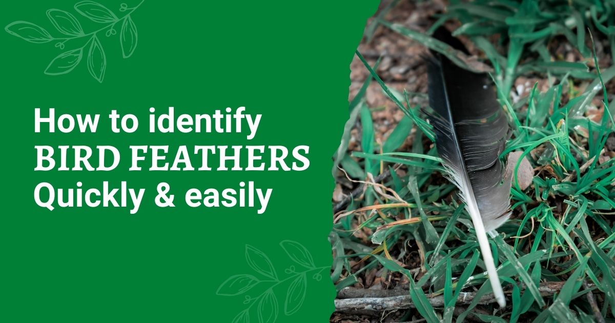 How to identify bird feathers - Discover Wildlife