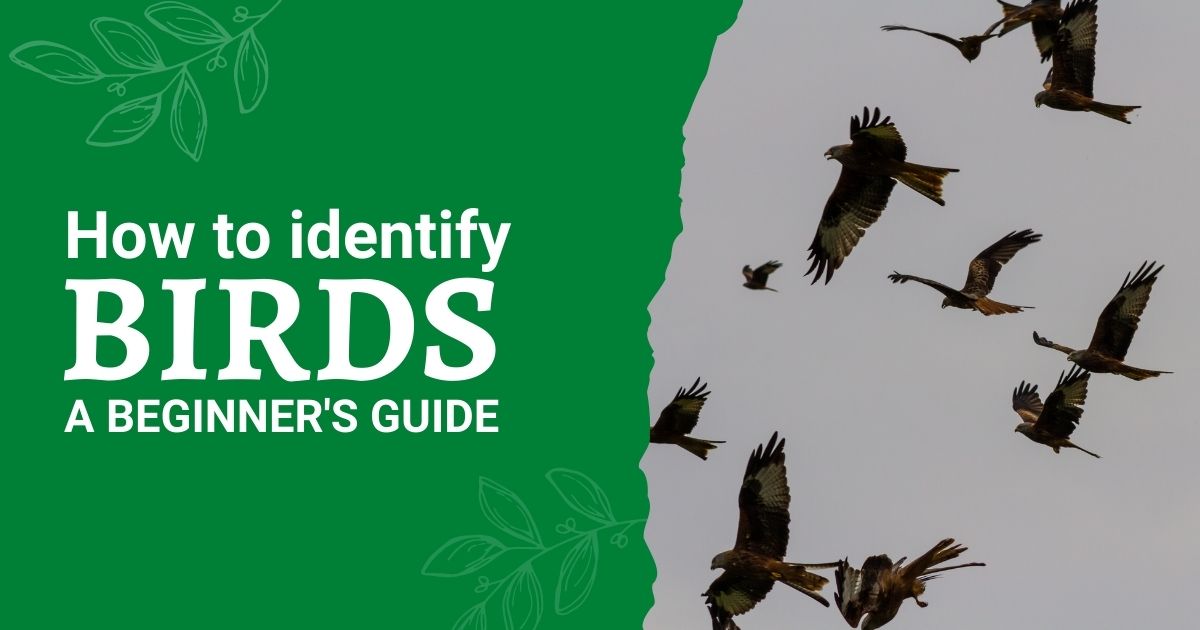 How To Identify Birds A Beginner's Guide My Birdwatching